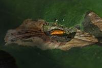 Phyllonorycter stettinensis