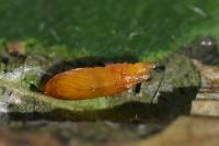 Phyllonorycter stettinensis
