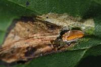 Phyllonorycter stettinensis