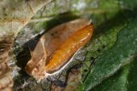 Phyllonorycter stettinensis