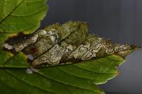 Stigmella speciosa