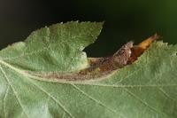 Phyllonorycter mespilella