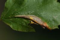 Phyllonorycter mespilella