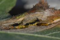 Phyllonorycter mespilella