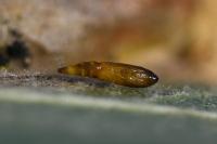 Phyllonorycter mespilella