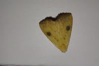 Rivula sericealis