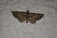 Gymnoscelis rufifasciata