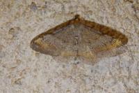 Macaria liturata