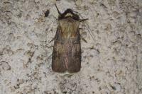 Agrotis puta