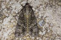 Acronicta rumicis