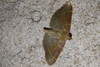 Hypsopygia glaucinalis