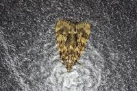 Aglossa caprealis