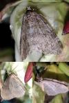 Epirrita
