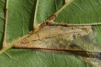 Phyllonorycter rajella