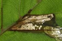 Phyllonorycter rajella