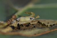 Phyllonorycter rajella
