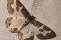 Lomaspilis marginata