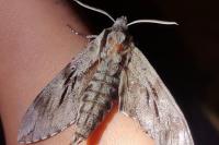 Hyloicus pinastri