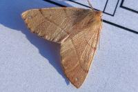 Colotois pennaria