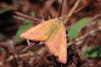 Lythria purpuraria