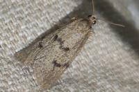 Apaidia mesogona