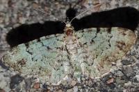 Pasiphila rectangulata