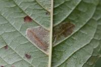 Phyllonorycter cerasicolella