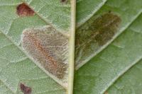 Phyllonorycter cerasicolella