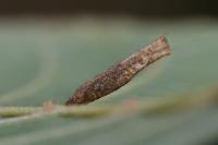 Coleophora alnifoliae