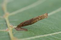 Coleophora alnifoliae