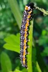 Depressaria daucella