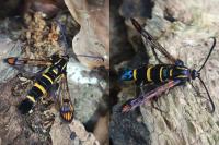 Synanthedon conopiformis