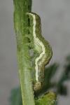 Polymixis argillaceago