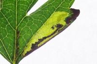 Stigmella regiella