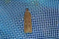Helcystogramma triannulella