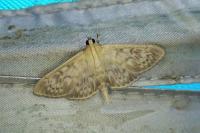 Patania ruralis