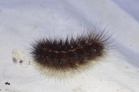 Spilosoma lubricipeda