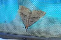 Hypena proboscidalis