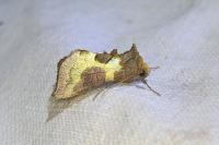 Diachrysia chrysitis/stenochrysis