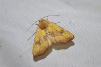Atethmia centrago