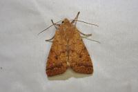 Sunira circellaris