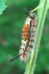 Orgyia recens