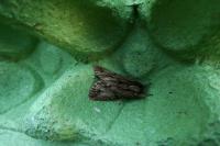 Asteroscopus sphinx