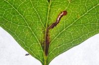 Bucculatrix bechsteinella