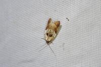 Acleris variegana