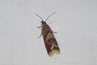 Dichrorampha acuminatana