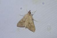 Mecyna asinalis