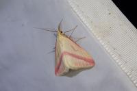 Rhodometra sacraria