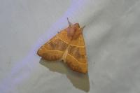 Atethmia centrago
