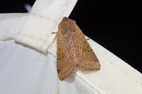 Agrochola lychnidis